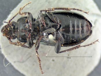 Media type: image;   Entomology 7392 Aspect: habitus ventral view
